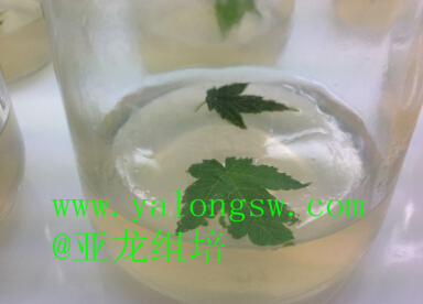 濟(jì)南亞龍生物科技有限公司 濟(jì)南亞龍生物科技有限公司